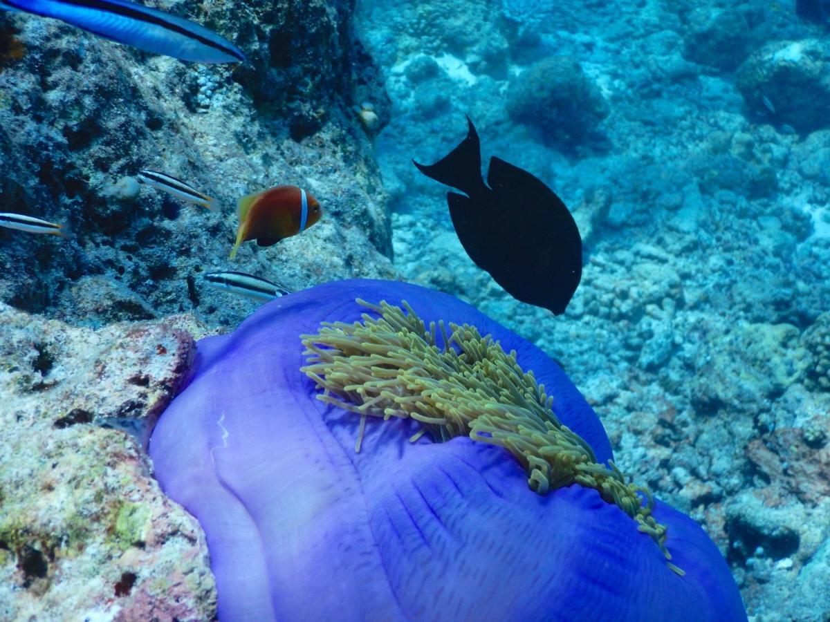 Dhigurah Beach Inn Eksteriør billede