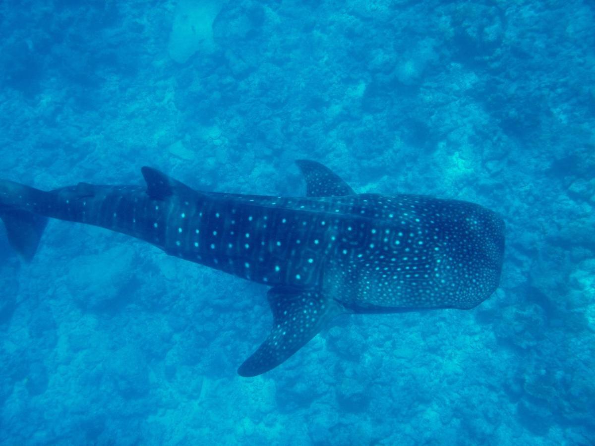 Dhigurah Beach Inn Eksteriør billede